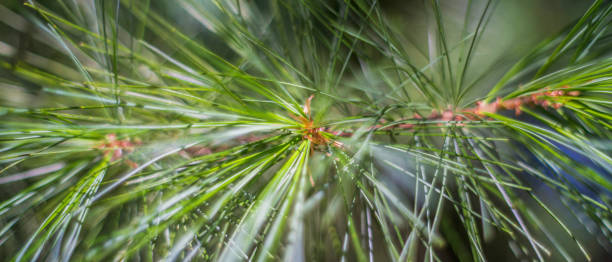 istock spruce branch with green needles, close up 1316666793