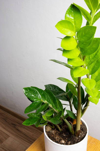 istock Modern trend plant zamioculcas 1316666880