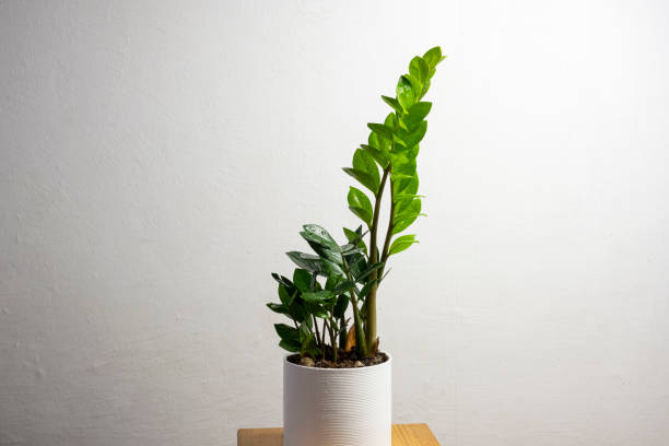 istock Modern trend plant zamioculcas 1316666891