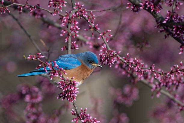 istock Bluebird with redbud in full bloom 1316667401