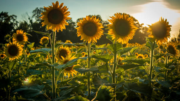 istock Sunflowers in bloom on a summer afternoon 1316667404