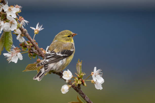 istock Goldfinch with Blue and Green Background 1316668180