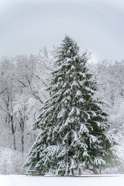 istock Large Evergreen in Snow 1316668245