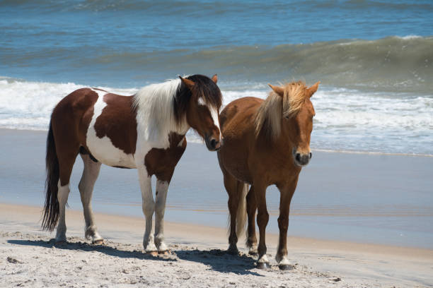 istock Assateague Island National Seashore - Wild Horses 1316668437