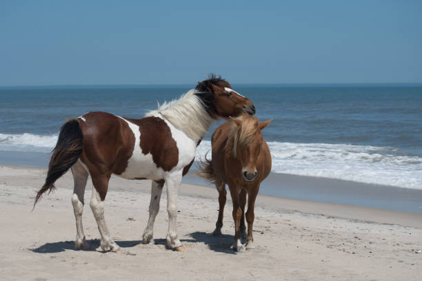 istock Maryland - Wild Horses 1316668513