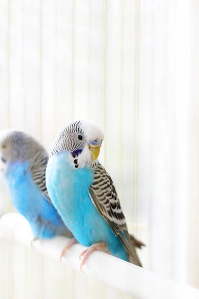 istock Budgerigars are blue. Two parrots in a cage. A pet. Parrot. Melopsittacus undulatus. 1316668544