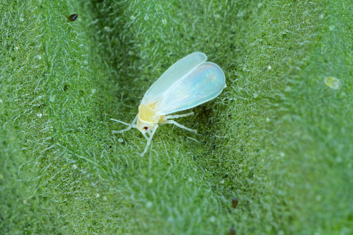 The glasshouse whitefly or greenhouse whitefly - Trialeurodes vaporariorum. It is important pest of many plants.