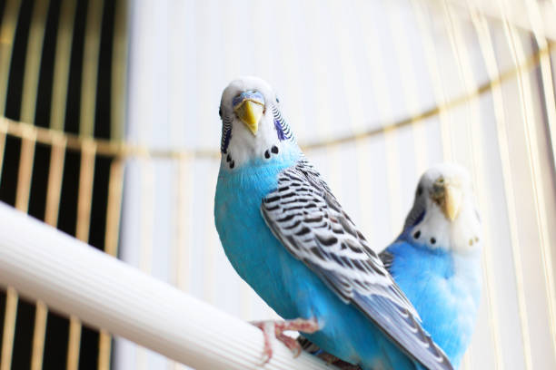 istock Budgerigars are blue. Two parrots in a cage. A pet. Parrot. Melopsittacus undulatus. 1316668675