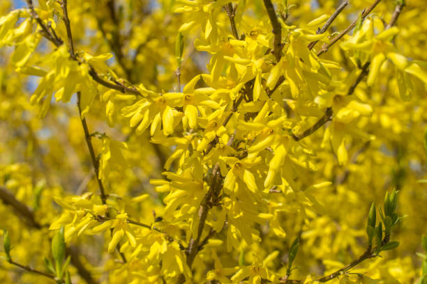 istock Background from blooming forsythia on a sunny day in early spring. 1316669743