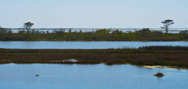 istock Assateague Island National Seashore 1316669818