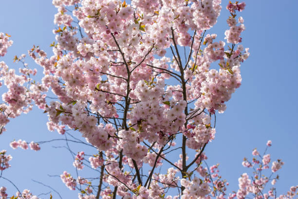 istock Branches of blossoming pink sakura against the white-blue sky in spring. 1316670748