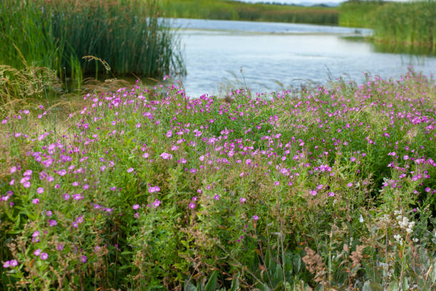 istock pink flowers with grass in lake 1316670777