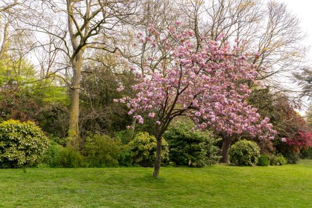 istock Japanese cherry tree is in the park 1316671246