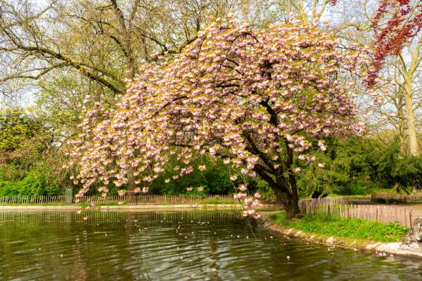 istock Japanese cherry tree is in the park 1316671257