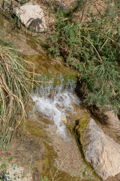 istock Clear stream in Ein Gedi National Park in Israel 1316671277