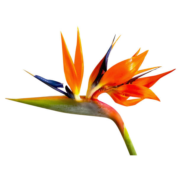 istock Macro photo Strelitzia flower on white isolated background. 1316672149