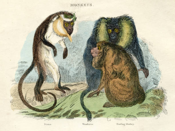 Howler, Ceropithecus monkeys engraving 1893 The Animal Kingdom by Baron Cuvier - London 1893 howler monkey stock illustrations