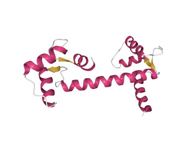 Calmoduli 10+ Calmodulin Stock Photos, Pictures & Royalty-Free Images - iStock