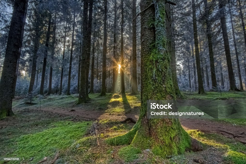 Frozen moss with sun rays in the Simonswald, in the Black Forest, Southwest Germany Black Forest Stock Photo