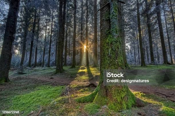 Frozen Moss With Sun Rays In The Simonswald In The Black Forest Southwest Germany Stock Photo - Download Image Now
