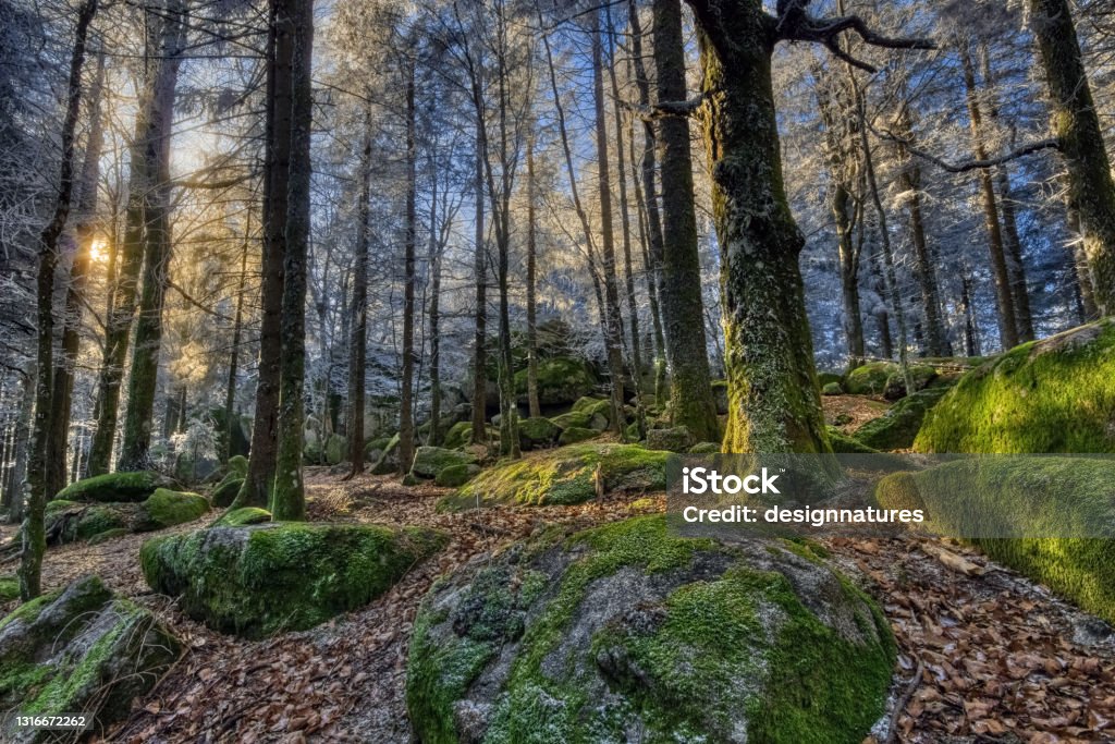 Winter sun at the prehistoric, natural monument, the Guenterfelsen in the Black Forest, Southwest Germany, where green, giant rocks are forming a contrast to the frosty trees Ancient Stock Photo