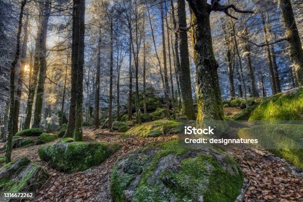 Winter Sun At The Prehistoric Natural Monument The Guenterfelsen In The Black Forest Southwest Germany Where Green Giant Rocks Are Forming A Contrast To The Frosty Trees Stock Photo - Download Image Now