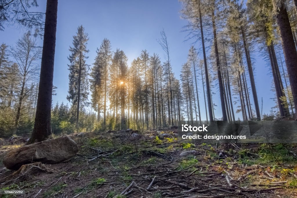 Row of frozen firs with a winter sun, in the Simonswald, in the Black Forest, Southwest Germany Autumn Stock Photo