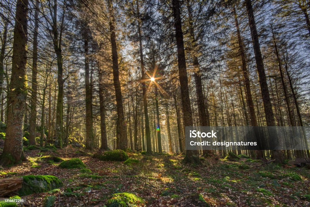 Sun light in the Simonswald in Autumn, in the Black Forest, Southwest Germany Autumn Stock Photo