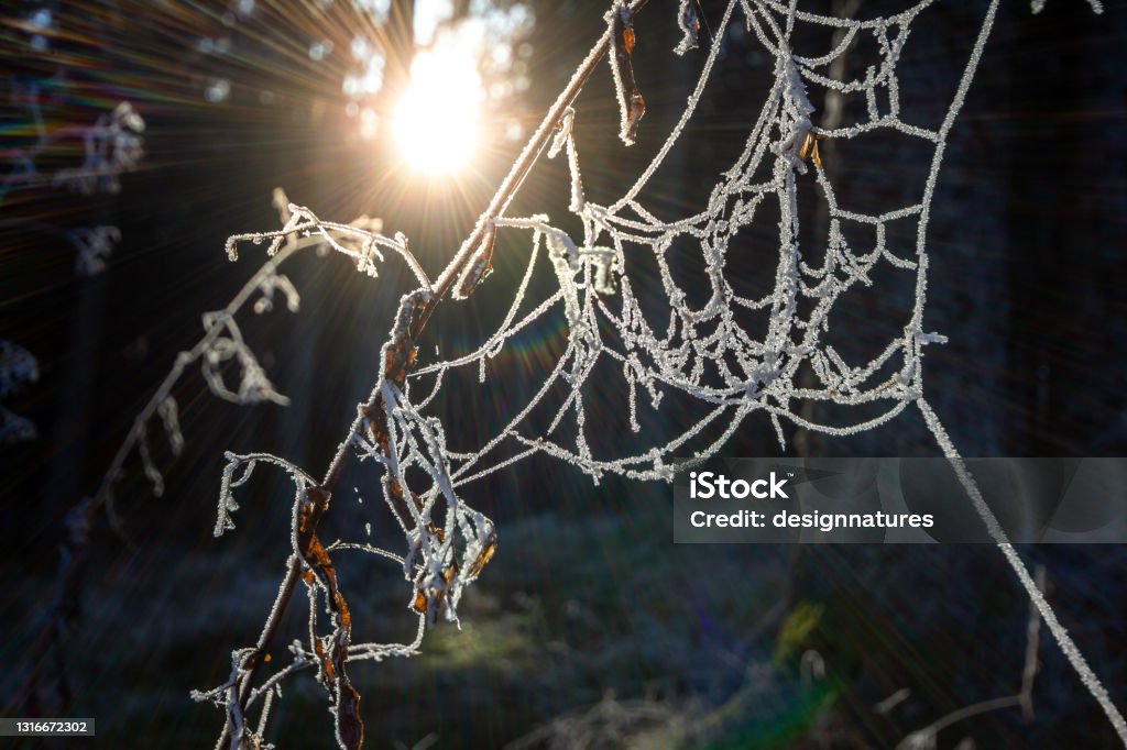Frozen plants with sun rays in the Black Forest, Southwest Germany Black Forest Stock Photo