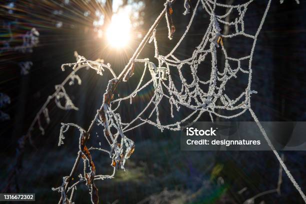 Frozen Plants With Sun Rays In The Black Forest Southwest Germany Stock Photo - Download Image Now