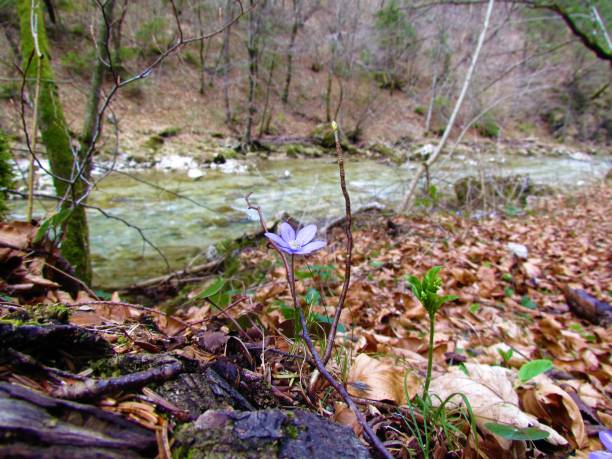 istock Blue common hepatica spring flower and a river in the background 1316672394