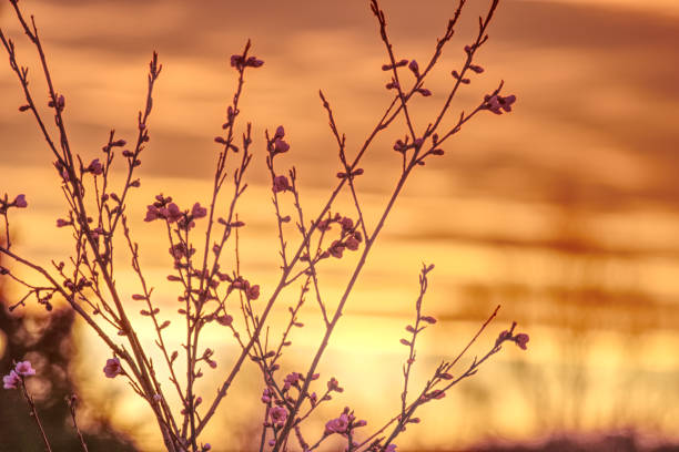 istock orange sunset with peach blossoms 1316673218