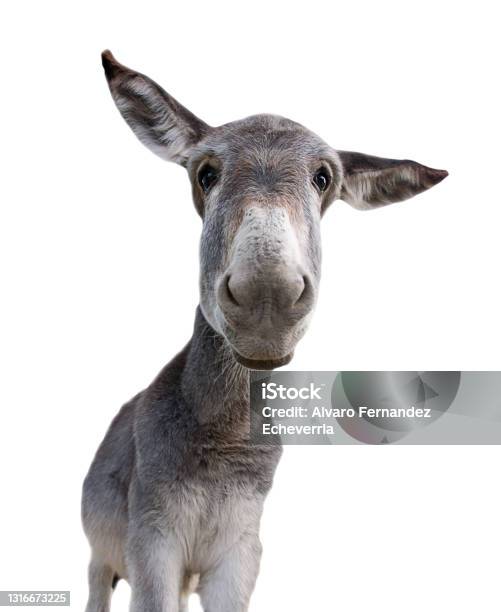 Donkey Stock Photo - Download Image Now - Donkey, Looking At Camera, Cut Out