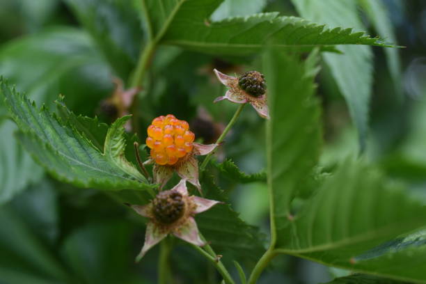 istock Japanese wild raspberry ( Rubus trifidus ) flowers and berries. 1316673913