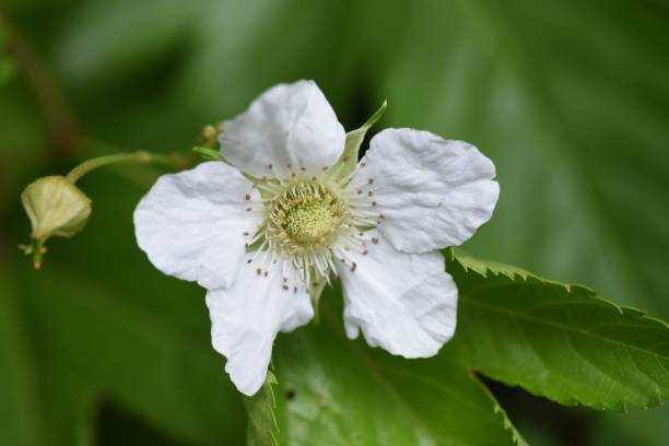 istock Japanese wild raspberry ( Rubus trifidus ) flowers and berries. 1316673914