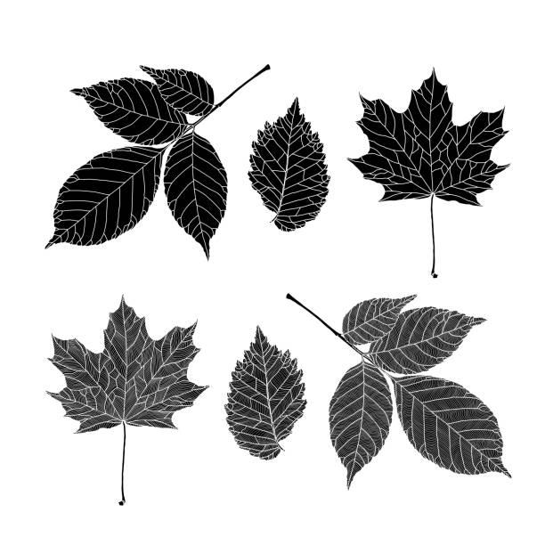 ilustraciones, imágenes clip art, dibujos animados e iconos de stock de conjunto de siluetas de hojas de varios árboles. - elm leaves