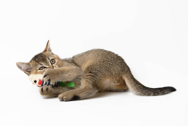 istock cute kitten scottish straight plays with a toy on a white background 1316674530
