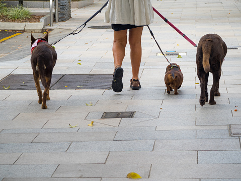 Horizontal photo of a woman, waist down, rear view, walking along the street in Noosa Heads, Queensland, with three dogs on leads.