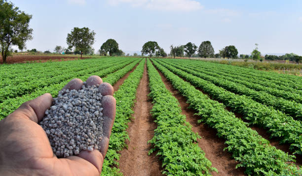 Hand holding agriculture fertilizer or fertiliser granules with background of farm or field. Concept of role and importance of fertilisers in Agriculture. It plays vital role in plant growth. Food Phosphate stock pictures, royalty-free photos & images