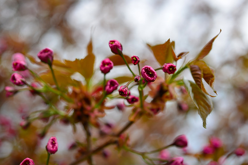 Soft focus Cherry Blossom or Sakura flower on nature background.