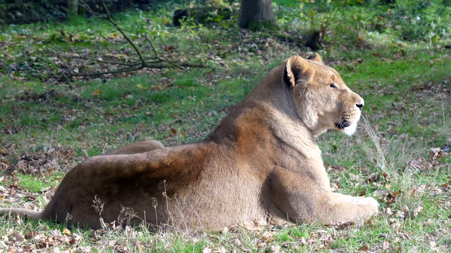 Lioness resting on the grass in autumn