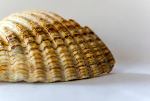 Sea Shell Forma 70+ How Are Seashells Formed Stock Photos, Pictures & Royalty-Free ...