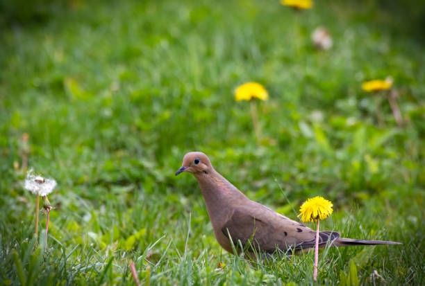 Bird - Mourning Dove in the Grass - Copy Space