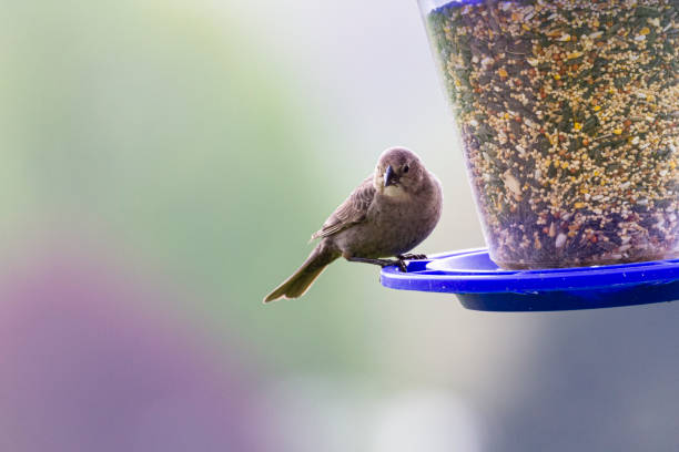 Bird - Sparrow at the Bird Feeder