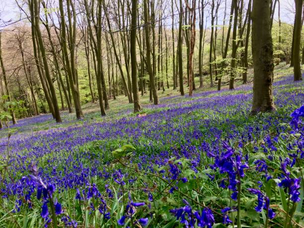 istock Wild English bluebells 1316682571