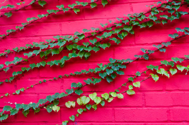 Vibrant color  brick wall and climber plant Ampelopsis. Springtime concept. Nature  background.