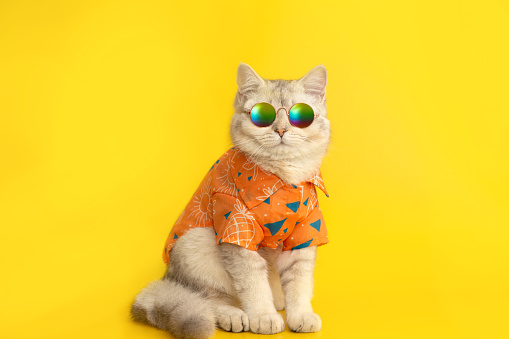 White british cat are wear sunglass and shirt isolated on the yellow background in the studio. Copy space