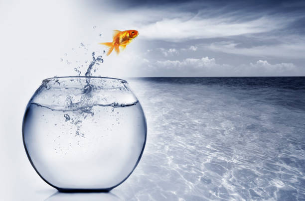 золотая рыбка выпрыгивая из воды - fishbowl crowded goldfish claustrophobic стоковые фото и изображения