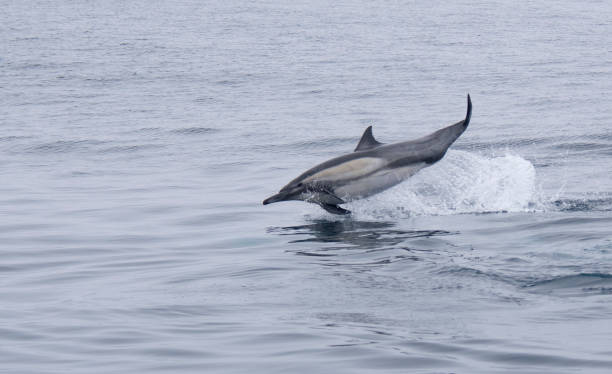 istock Common Dolphin Landing In The Pacific 1316687085