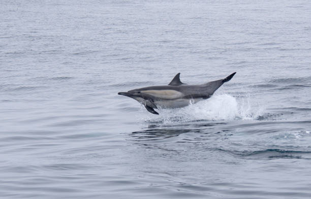 istock Common Dolphin Completely Out Of Water 1316687336